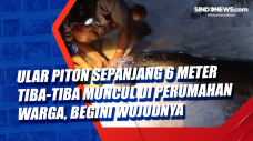 Ular Piton Sepanjang...