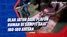 Ular Jatuh dari Plafon...