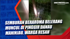 Semburan Beraroma Belerang...