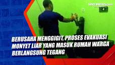Berusaha Menggigit,...