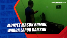 Monyet Masuk Rumah,...