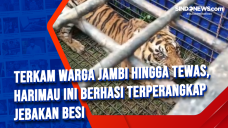 Terkam Warga Jambi Hingga...