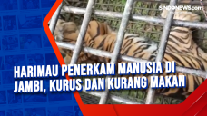 Harimau Penerkam Manusia...