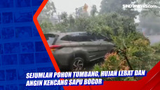 Sejumlah Pohon Tumbang,...