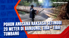 Pohon Angsana Raksasa...
