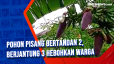 Pohon Pisang Bertandan...