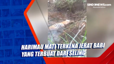 Harimau Mati Terkena...