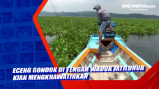 Eceng Gondok di Tengah...