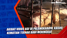 Akibat Virus ASF di...