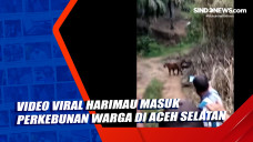 Video Viral Harimau...