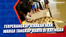 Terperangkap Jebakan...