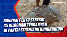 Bangkai Penyu Seberat...