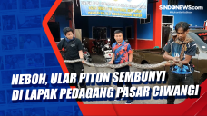 Heboh, Ular Piton Sembunyi...