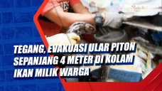 Tegang, Evakuasi Ular...