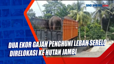 Dua Ekor Gajah Penghuni...