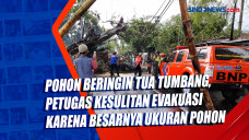 Pohon Beringin Tua Tumbang,...