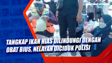 Tangkap Ikan Hias Dilindungi...