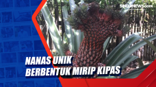 Nanas Unik Berbentuk...