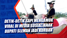 Detik-Detik Sapi Mengamuk...