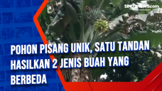 Pohon Pisang Unik, Satu...