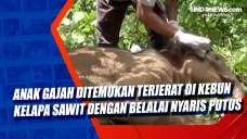 Anak Gajah Ditemukan...