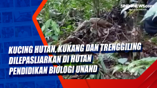 Kucing Hutan, Kukang...