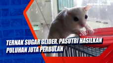 Ternak Sugar Glider,...