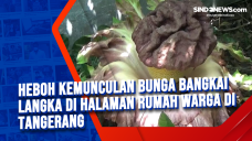 Heboh Kemunculan Bunga...