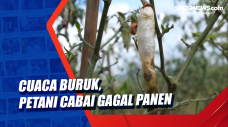 Cuaca Buruk, Petani...