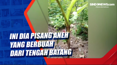Ini Dia Pisang Aneh...