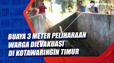 Buaya 3 Meter Peliharaan...