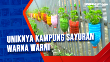 Uniknya Kampung Sayuran...