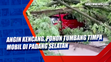Angin Kencang, Pohon...