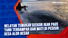Nelayan Temukan Seekor...