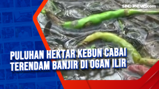 Puluhan Hektar Kebun...