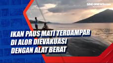 Ikan Paus Mati Terdampar...