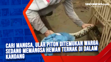 Cari Mangsa, Ular Piton...