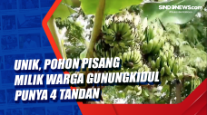Unik, Pohon Pisang Milik...