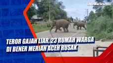Teror Gajah Liar, 23...