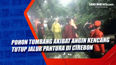 Pohon Tumbang Akibat...