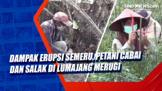 Dampak Erupsi Semeru,...