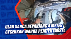 Ular Sanca Sepanjang...