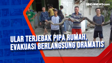 Ular Terjebak Pipa Rumah,...