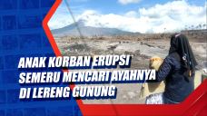 Anak Korban Erupsi Semeru...