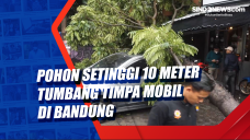 Pohon Setinggi 10 Meter...