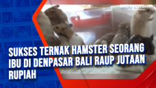 Sukses Ternak Hamster...