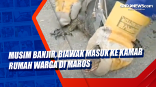 Musim Banjir, Biawak...