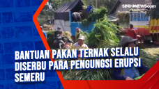 Bantuan Pakan Ternak...