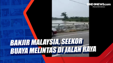 Banjir Malaysia, Seekor...