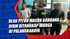 Ular Piton Masuk Kandang...